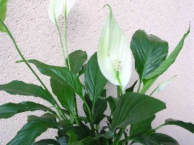 Le spatiphyllum pour assainir votre maison et luttez contre les formaldéhydes et monoxyde de carbone